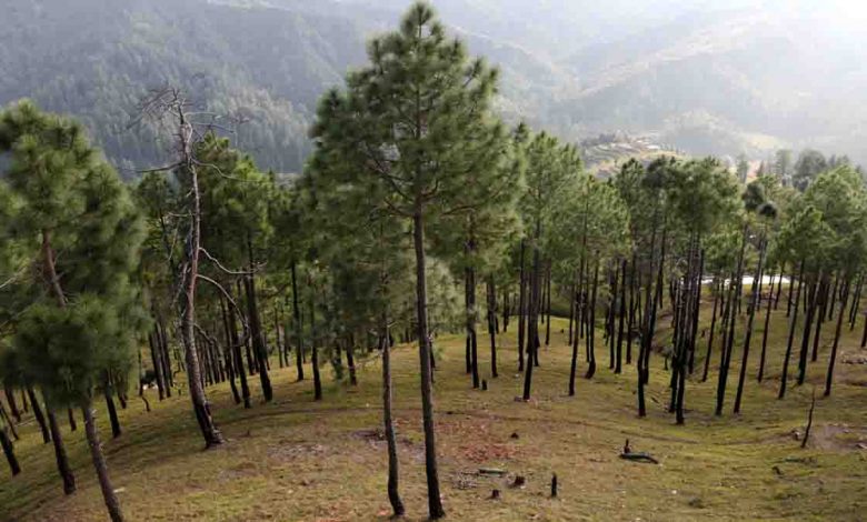 U'khand Govt Plans To Replace Pine Trees Near Water Bodies - Pioneer ...