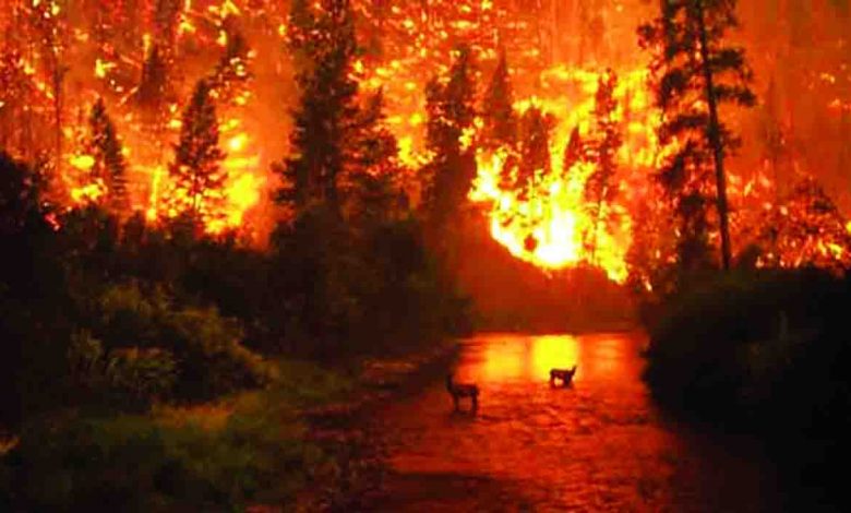 fires-engulf-the-ecology-and-livelihoods-in-uttarakhand