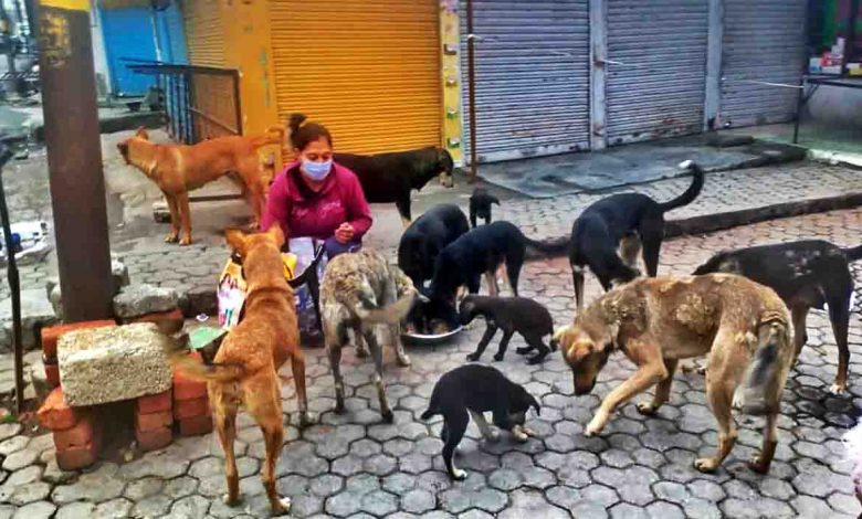 Good Samaritan feeds stray animals amid pandemic