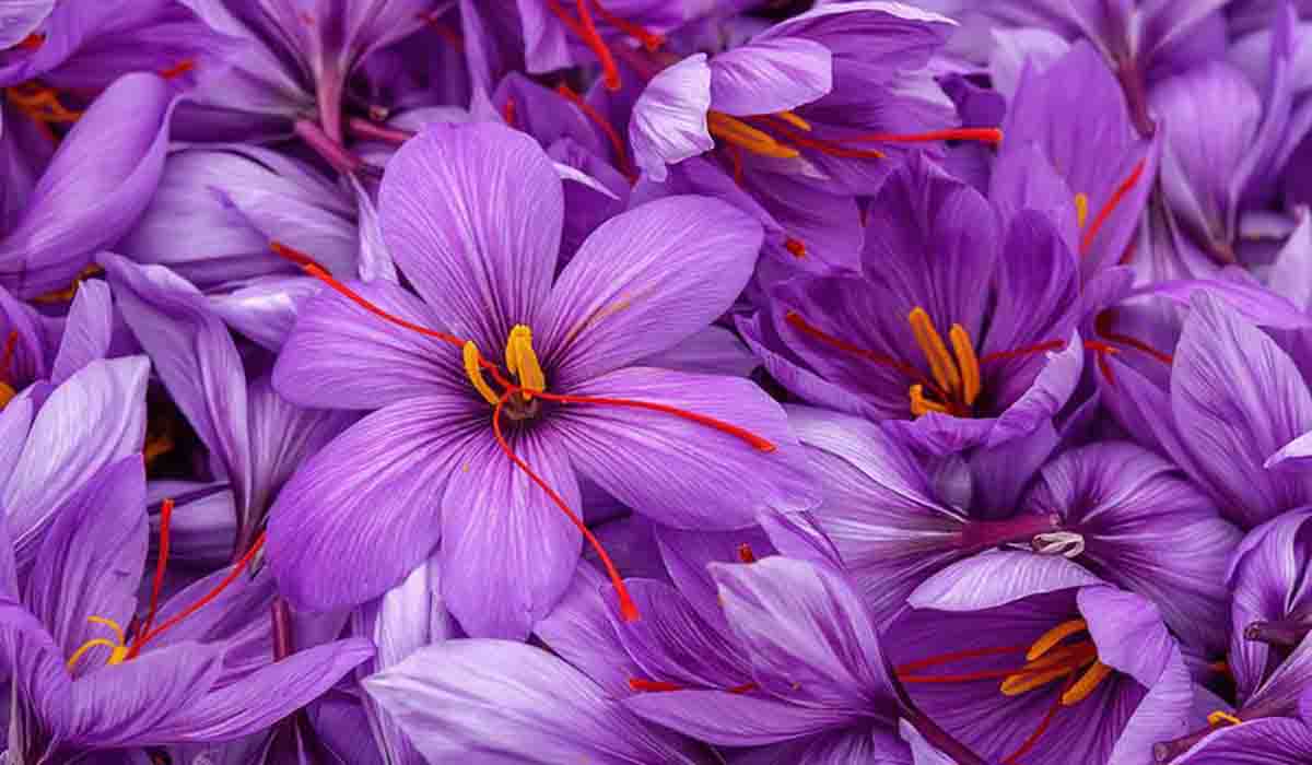 Saffron to be grown in all blocks of Almora district - Pioneer Edge ...