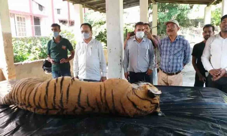 Tiger found dead in Terai West division