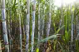 U’khand govt hikes purchase price of sugarcane