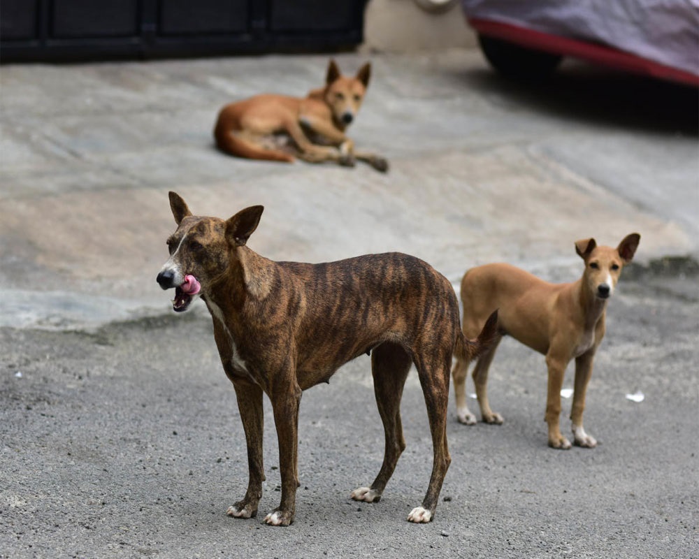 Authorities struggle to resolve stray animal issue in Doon