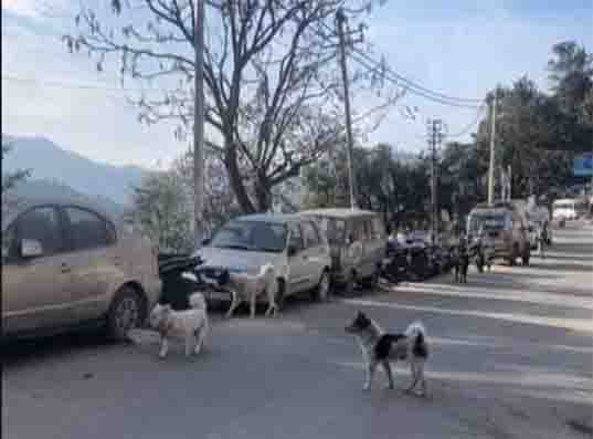 Bageshwar municipality to penalise owners of dogs sans license copy