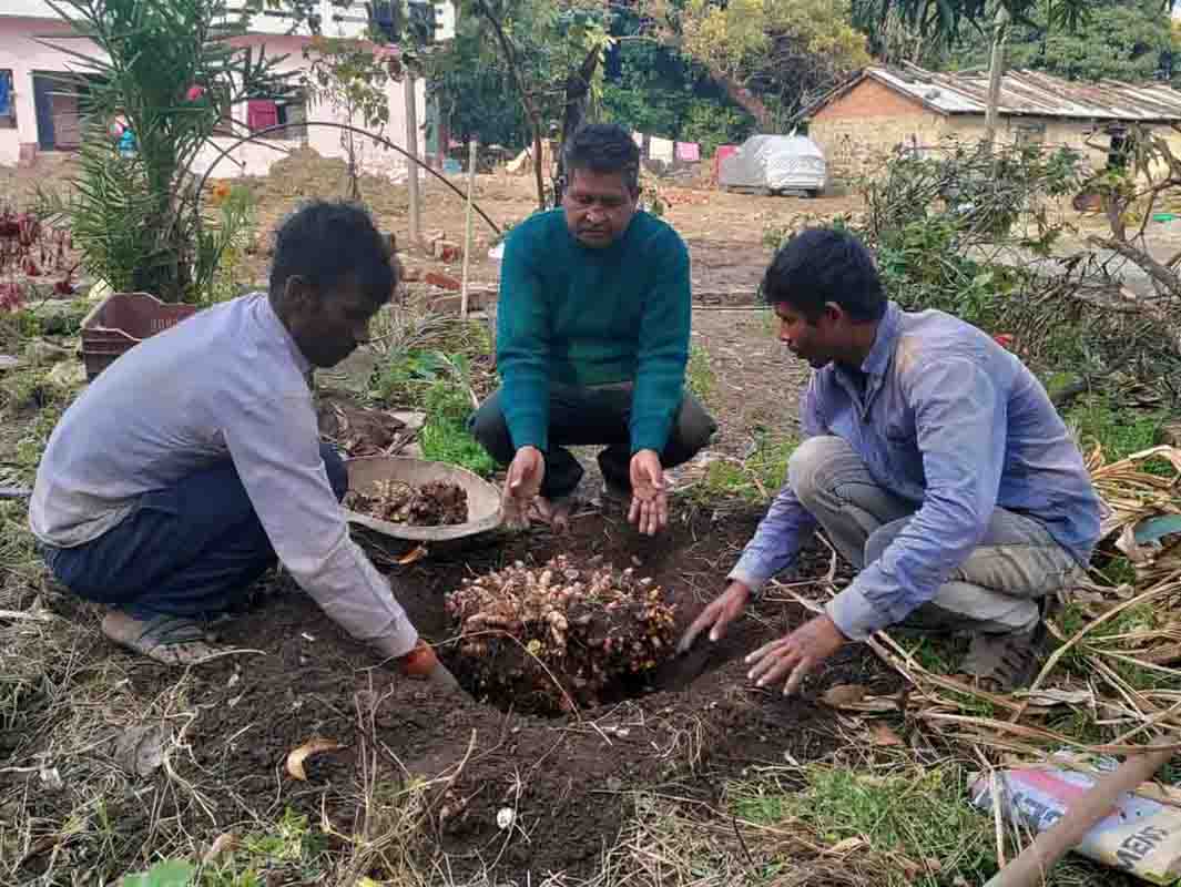 Farmer harvests 24 kg turmeric from single plant