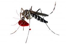 Health department gears up for dengue challenge