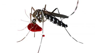 Health department gears up for dengue challenge