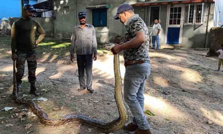 Python rescued by Forest Department in Doon - Pioneer Edge | Uttarakhand  News in English | Dehradun News Today| News Uttarakhand | Uttarakhand  latest news