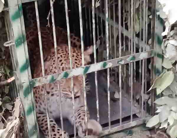 Leopard trapped in Pauri village where woman was killed
