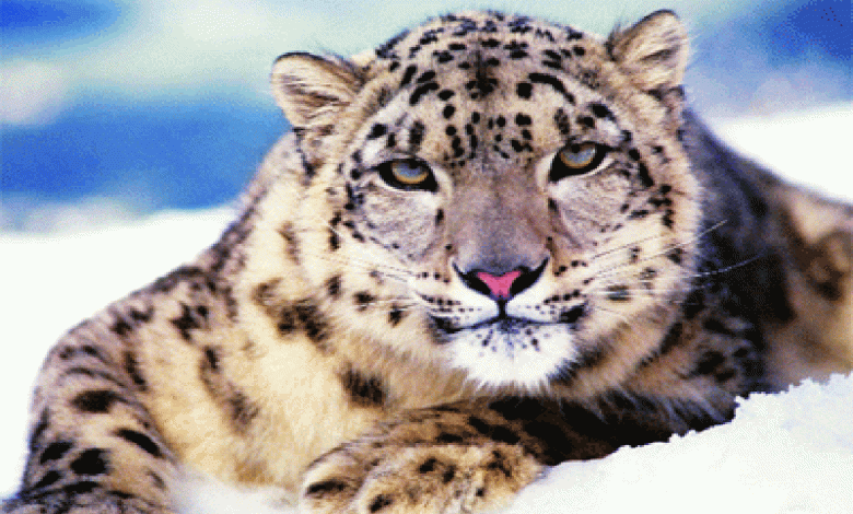 Snow leopard conservation centre coming up in Gangotri national park ...