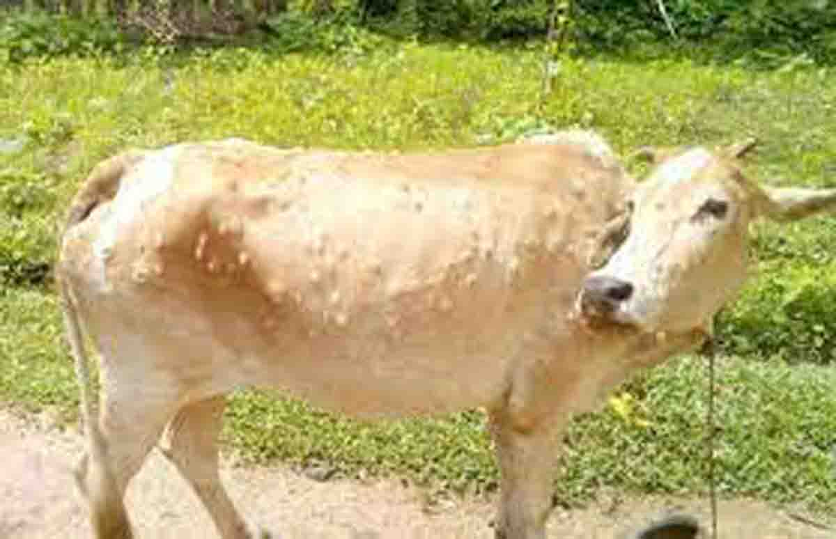 Lumpy Skin Disease in cattle arrives in U’khand - Pioneer Edge ...