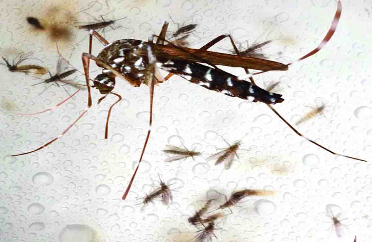 Dengue patient cumulative count mounts to 88 in Doon - Pioneer Edge ...