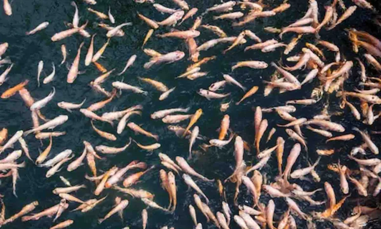 Carp seeds relesed in Ganga