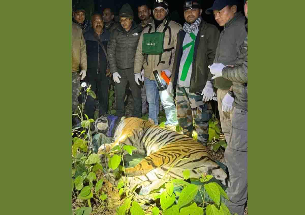 Tiger suspected of killing three women captured in Corbett - Pioneer ...