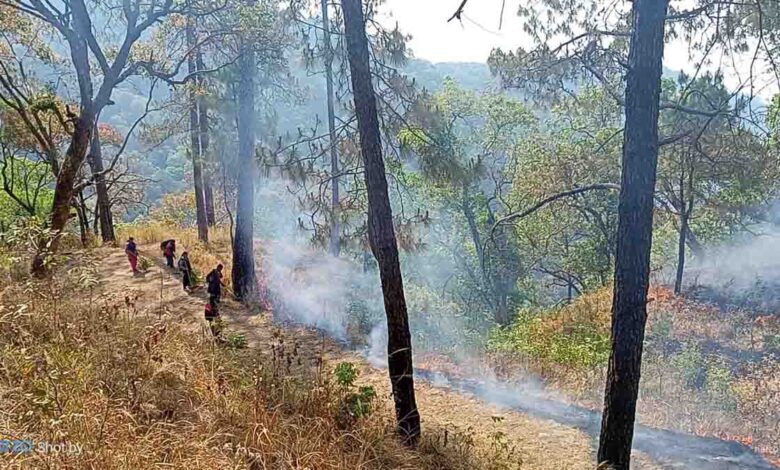DMs and SSPs to monitor fire brigade to prevent forest fires from spreading near roads