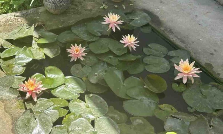 Minister Rawat links BJP's victory with blooming lotuses in house