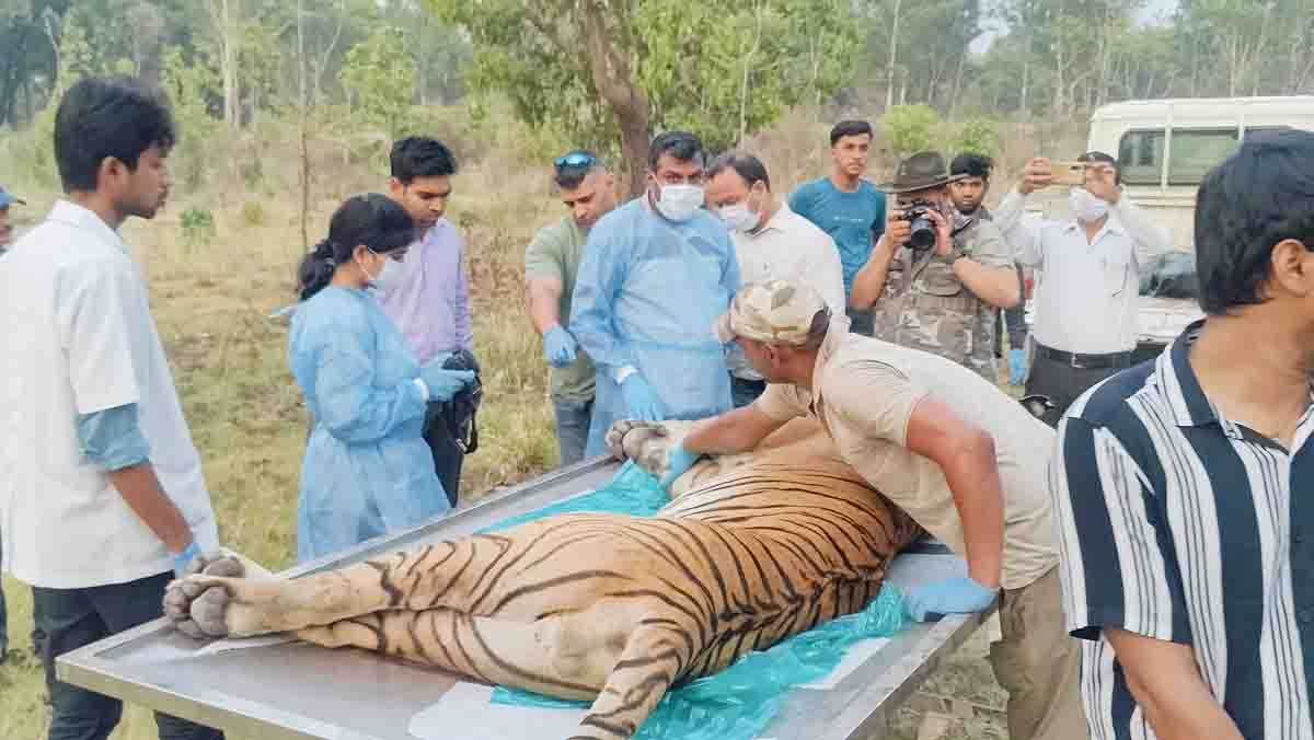 Injured tiger dies during treatment - Pioneer Edge | Uttarakhand News ...