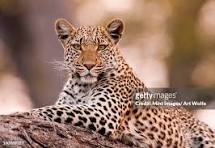 Int'l Leopard Day: Over 2, 00, 000 Trees To Minimise Human-leopard 