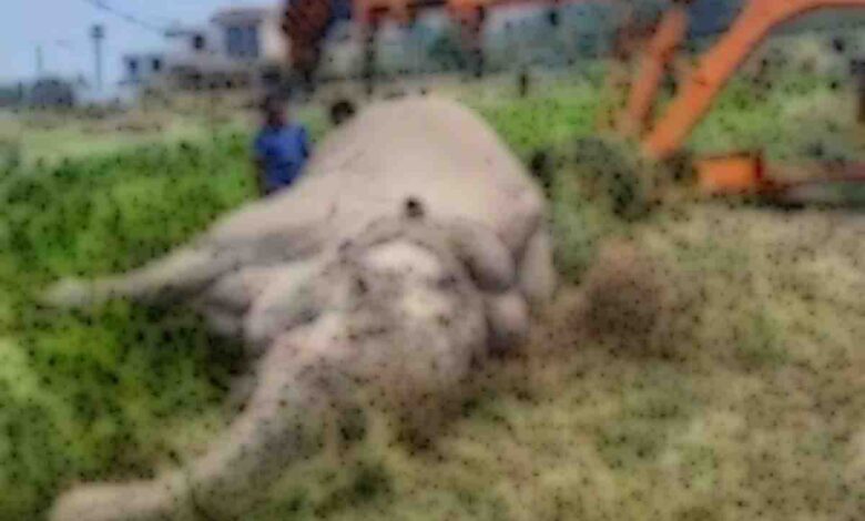 Jumbo electrocuted by low hanging power line in Dineshpur