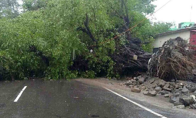 Optimism for 40 trees’ survival grows as nearly destroyed tree thrives after transplantation