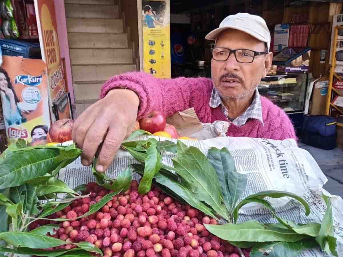 Kafal ripens early, experts blame climate change