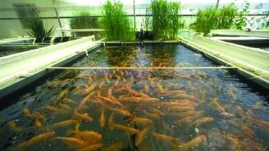 aquaculture