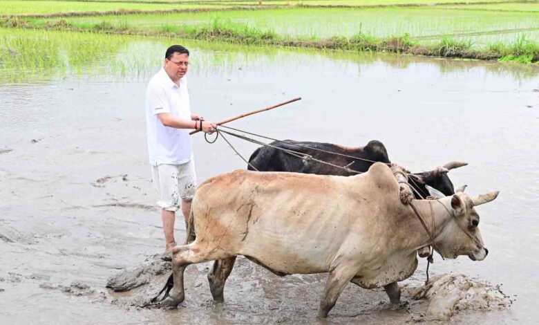 Donning farmer’s hat, CM Dhami participates in paddy sowing