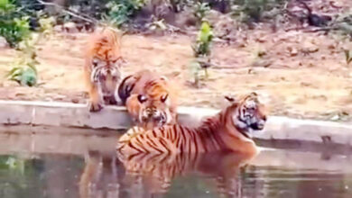 Cubs learning the hunt from