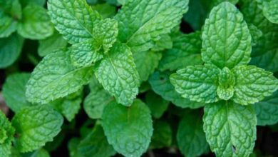 Peppermint variety ‘CIM- Indushree’ set to open up huge mkt opportunities