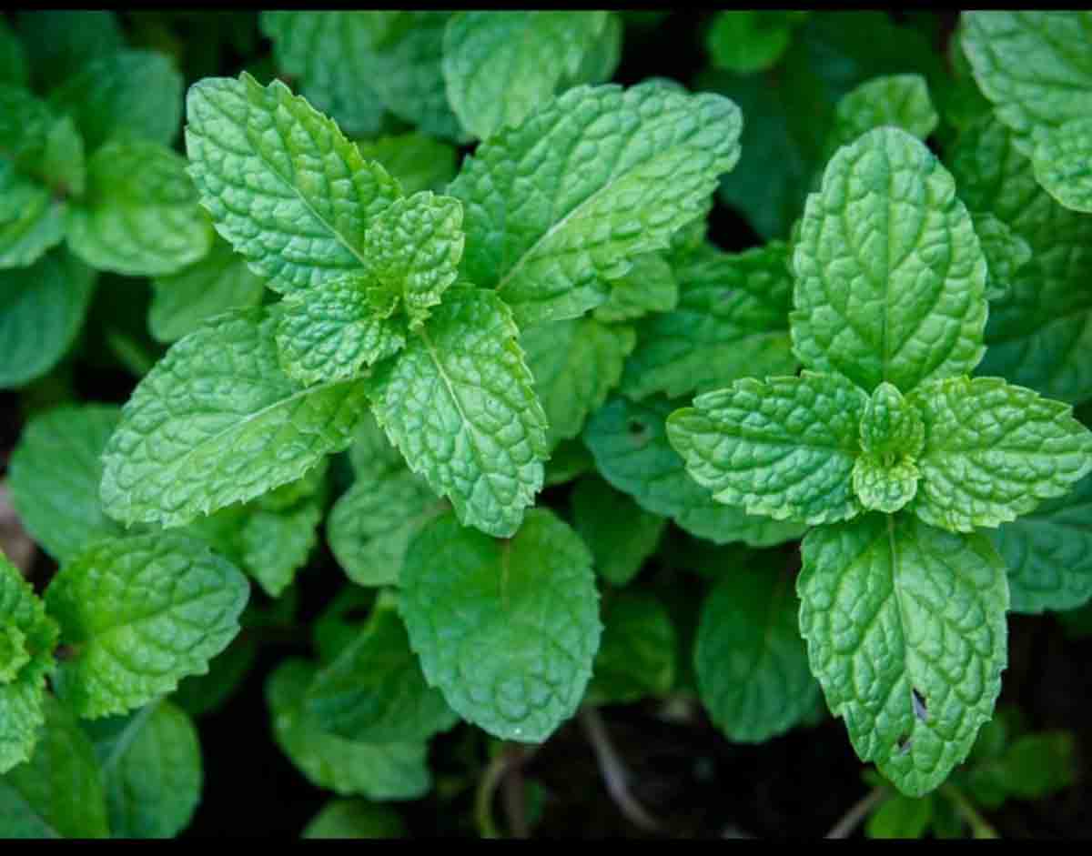 Peppermint variety ‘CIM- Indushree’ set to open up huge mkt opportunities