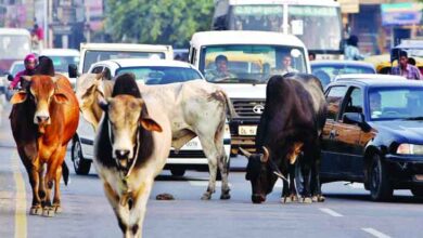 Uttarakhand Gau Seva