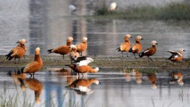Migratory birds flock to Kosi barrage