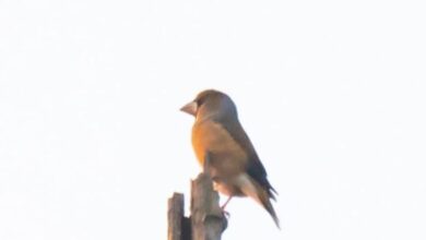 RARE BIRD