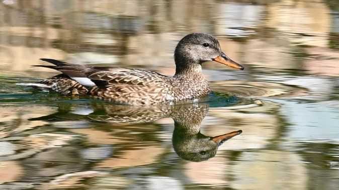 Striated Heron, Gadwall make hills their winter habitat, surprising ornithologists