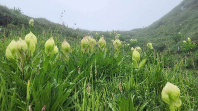 Brahma Kamal, the night-blooming wonder, embodies Devbhoomi’s heritage