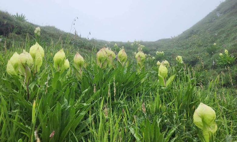Brahma Kamal, the night-blooming wonder, embodies Devbhoomi’s heritage