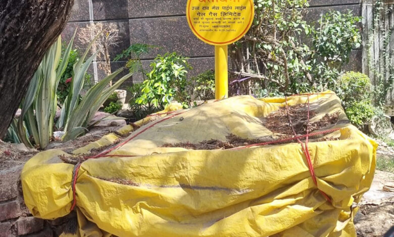 MCD dog feeding points