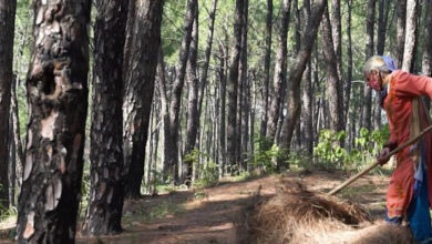 U’khand to involve women SHGs in collection of pine needles