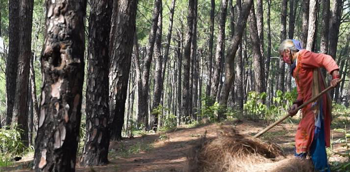 U’khand to involve women SHGs in collection of pine needles