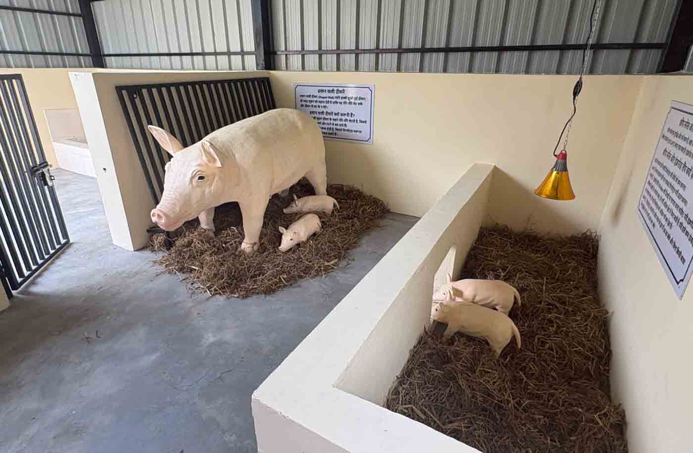 Nation’s first scientific pig housing model demonstration unit opens in ...