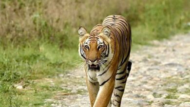 CTR prepares to translocate 5 more tigers to Rajaji
