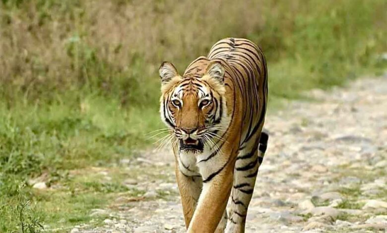 CTR prepares to translocate 5 more tigers to Rajaji