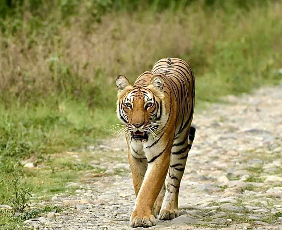 CTR prepares to translocate 5 more tigers to Rajaji