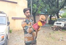 Rare Indian Giant Flying Squirrel spotted after 12 yrs