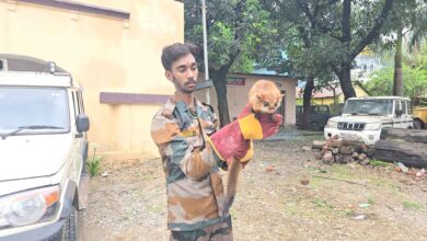 Rare Indian Giant Flying Squirrel spotted after 12 yrs