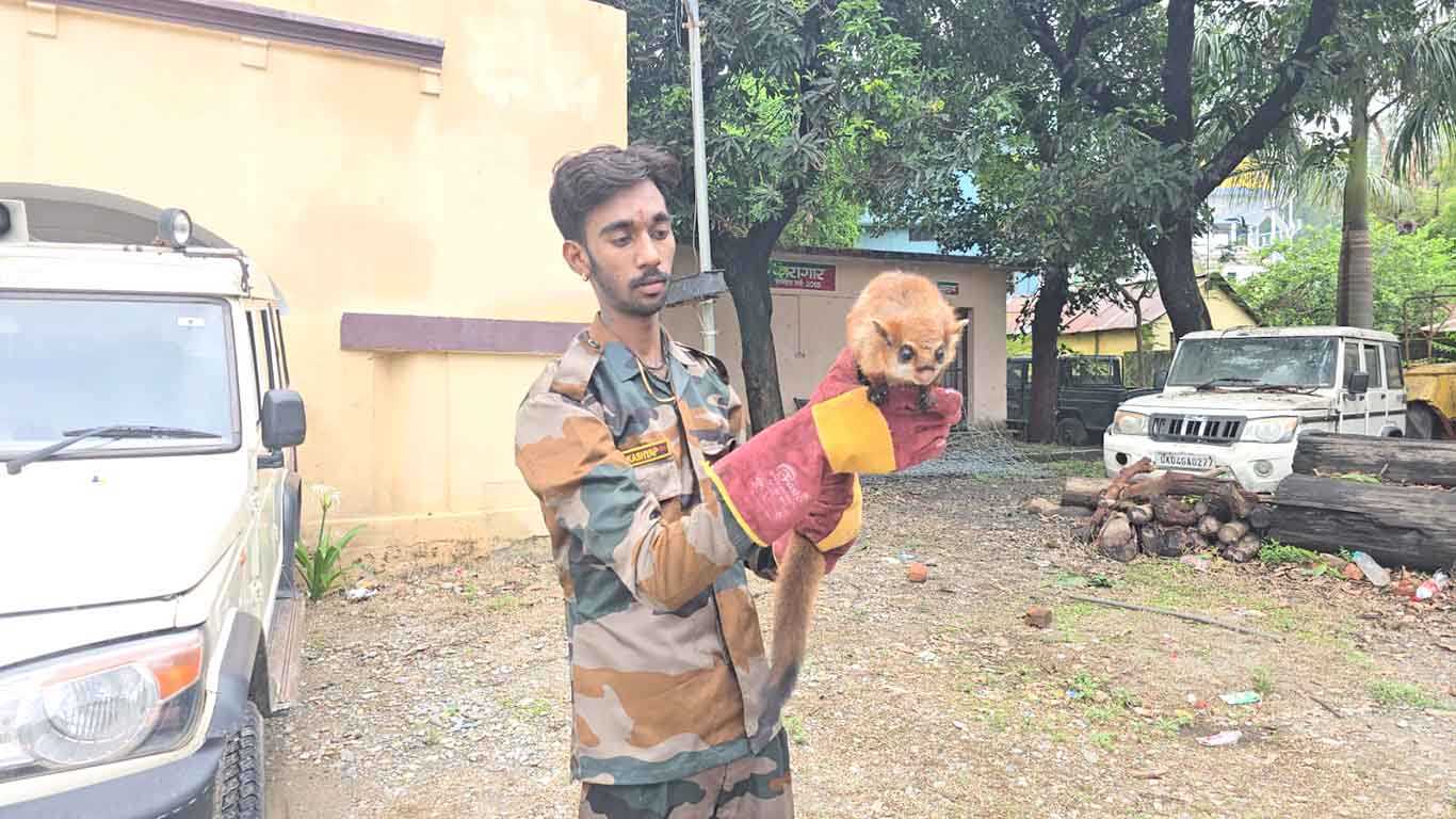 Rare Indian Giant Flying Squirrel spotted after 12 yrs