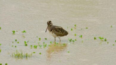 Rare bird first time spotted with chicks in Corbett, enthusing experts