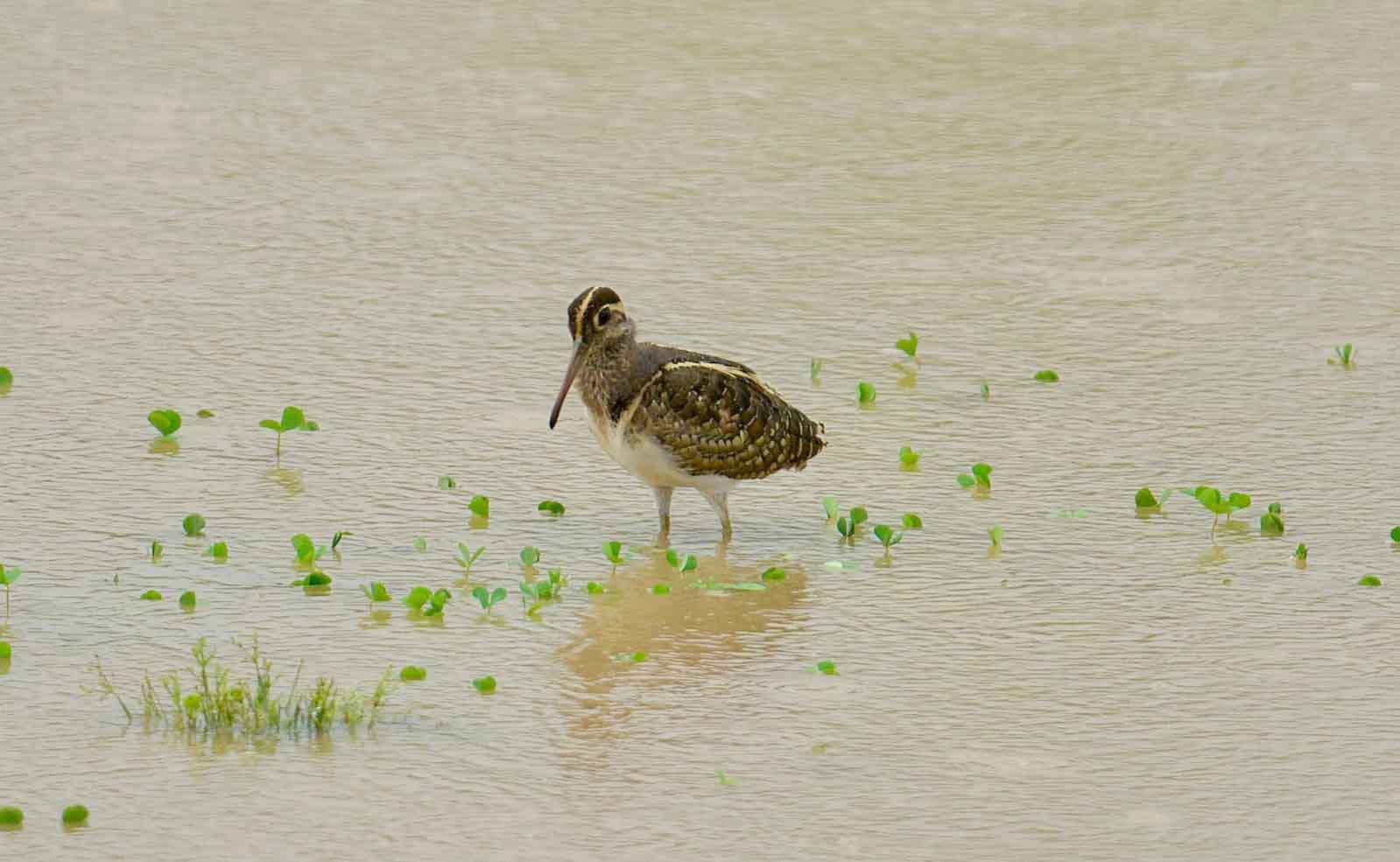 Rare bird first time spotted with chicks in Corbett, enthusing experts